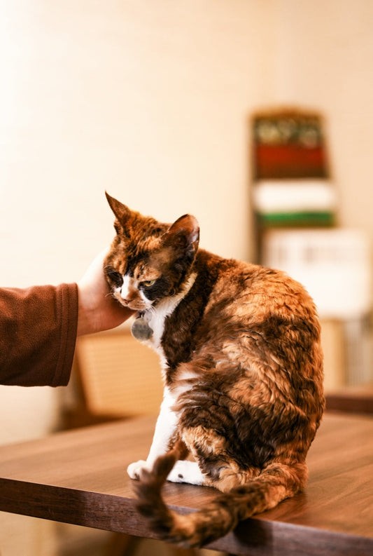 FAQ: Everything You Need to Know About Vaccinating Your Pets - My Pet Serenity