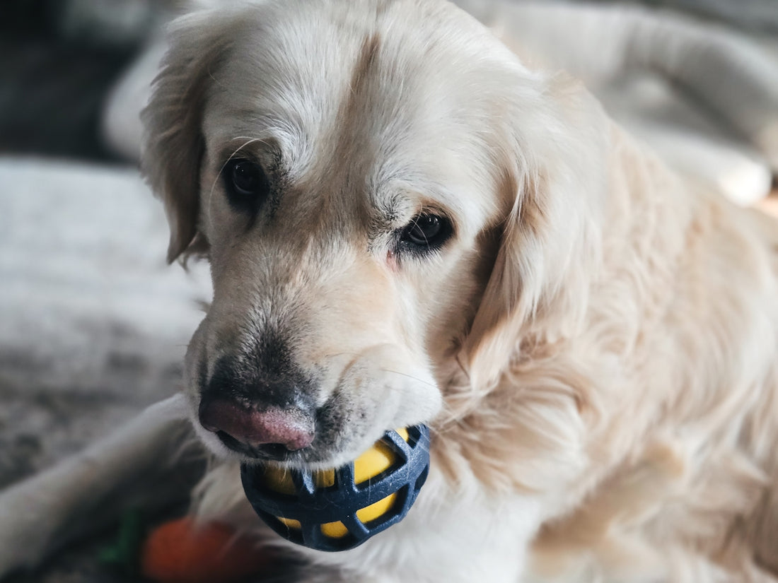 Golden retriever dog holding a yellow ball in its mouth