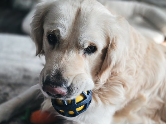 Golden retriever dog holding a yellow ball in its mouth