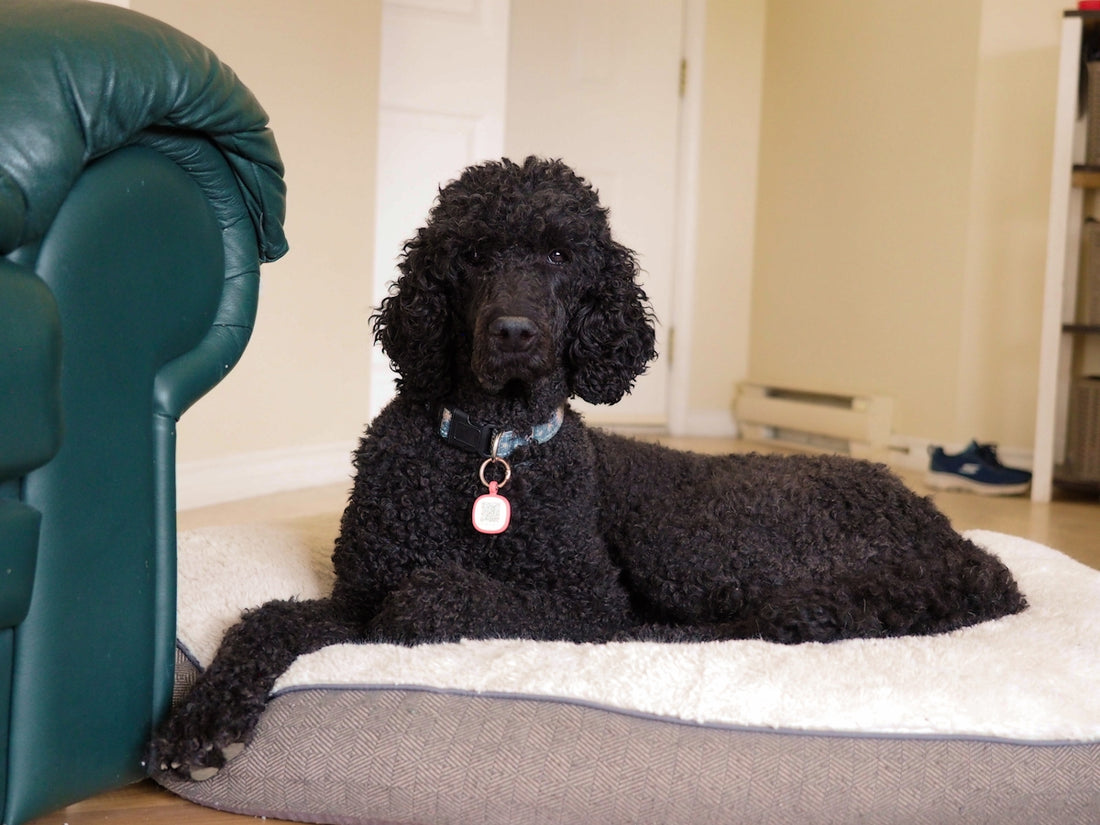 A black poodle lies on a dog bed indoors.