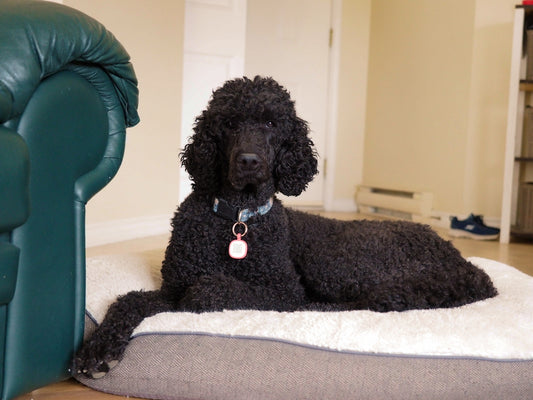 A black poodle lies on a dog bed indoors.