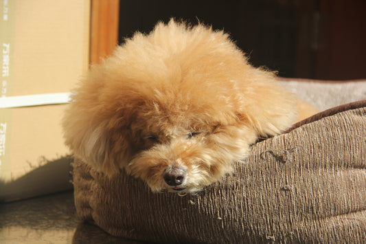 A fluffy brown dog resting in a cozy dog bed.