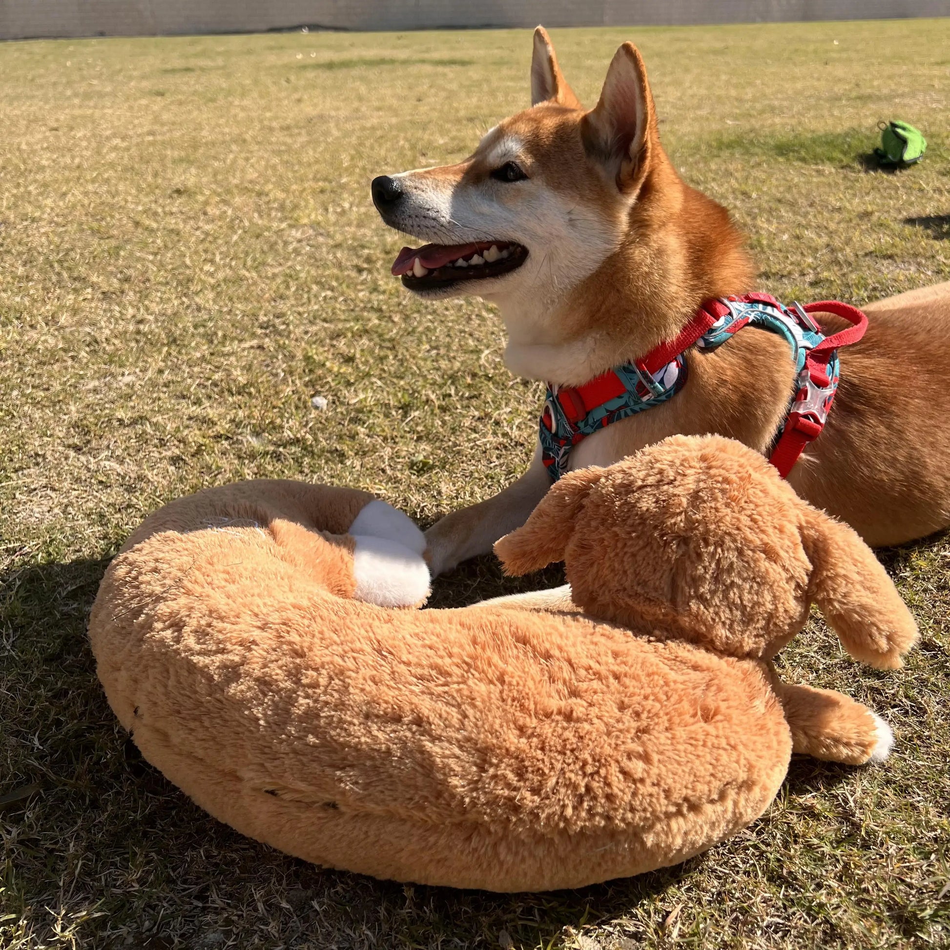 Dog and Cat Heartbeat Toy for Comfort and Behavioral Training - My Pet Serenity