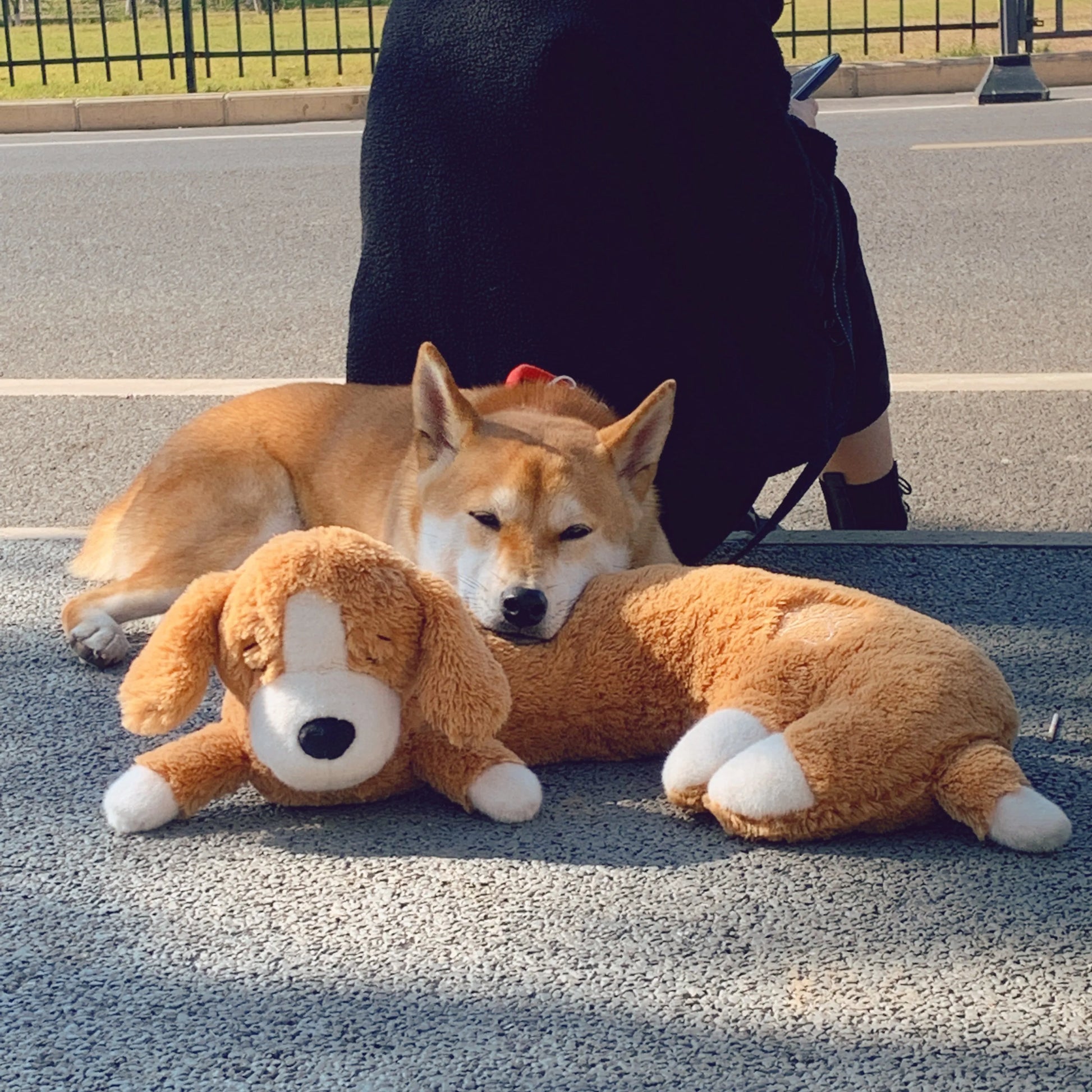 Dog and Cat Heartbeat Toy for Comfort and Behavioral Training - My Pet Serenity