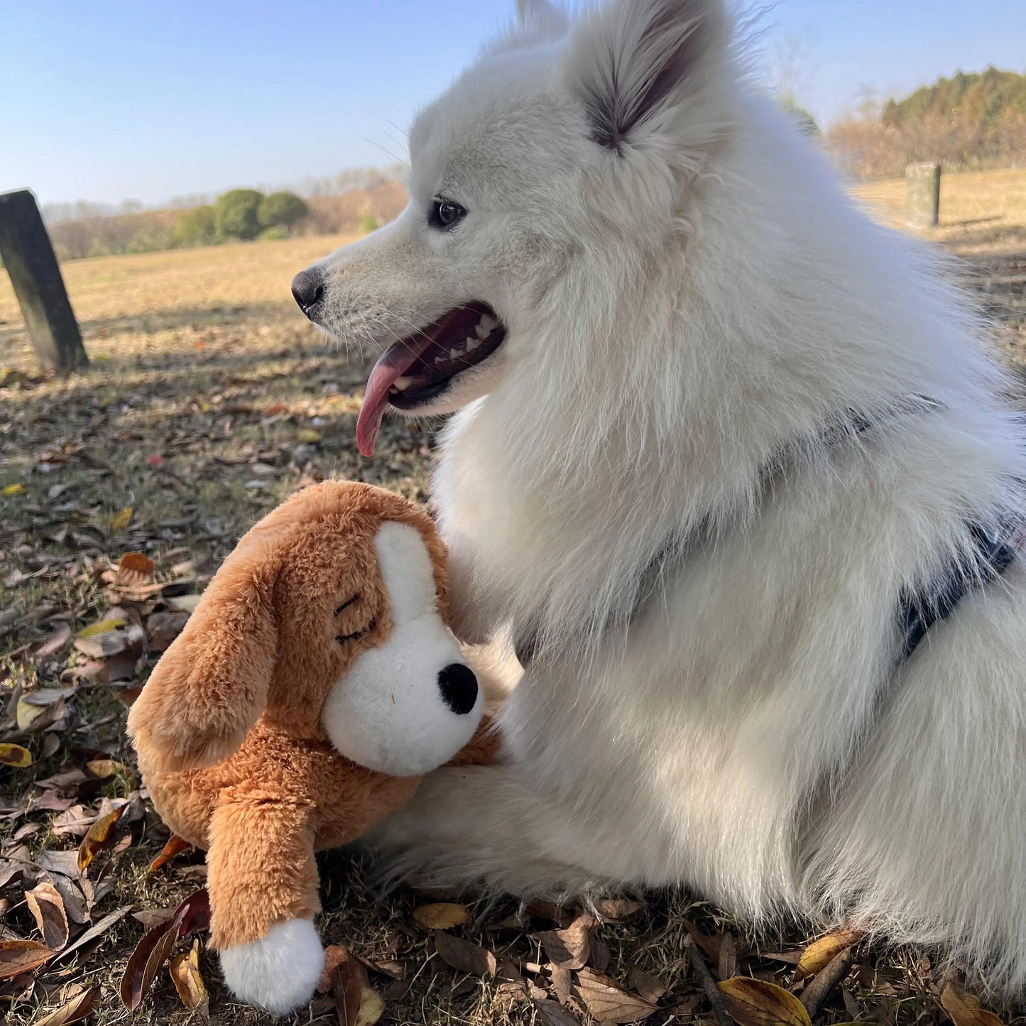 Dog and Cat Heartbeat Toy for Comfort and Behavioral Training - My Pet Serenity